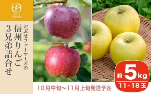
                   信州りんご3兄弟詰合せ 約5kg 11～18玉 ［おぶせファーマーズ］ りんご 林檎 リンゴ 果物 フルーツ  秋映 シナノスイート シナノゴールド 長野県産 令和8年産 【2026年10月中旬～11月上旬発送】 ［F-244］
                