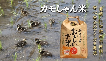 【3回定期便】令和6年度産コシヒカリ 「カモしゃん米」（精米）5kg 【 こしひかり お米 農家直送 無農薬 化学肥料不使用 精米 安心 安全 新米 令和6年度産 D-53】