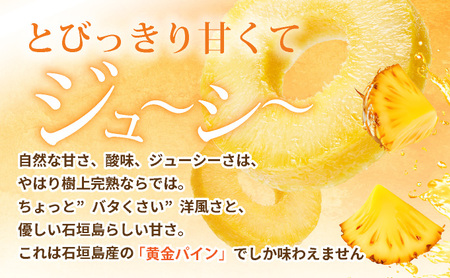 【先行予約】石垣島産 中玉 黄金パイン ２玉 合計約2.6kg《2025年夏季 順次発送》【 産地直送 沖縄 石垣 フルーツ パイナップル パイン 黄金パイン 】 SI-120