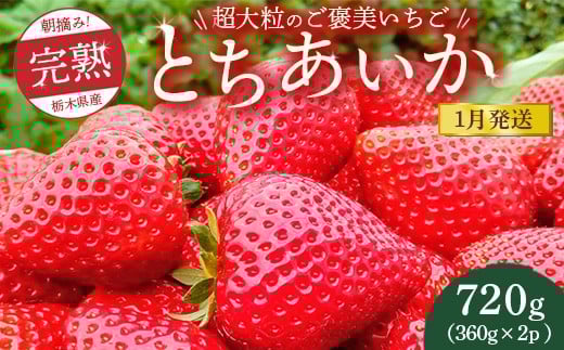 
            【先行予約】【1月発送】1粒60g以上！超大粒の《ご褒美いちご》朝摘み完熟とちあいか　720g（360g×2p）　※離島への配送不可　※2026年1月上旬～1月下旬頃に順次発送予定
          