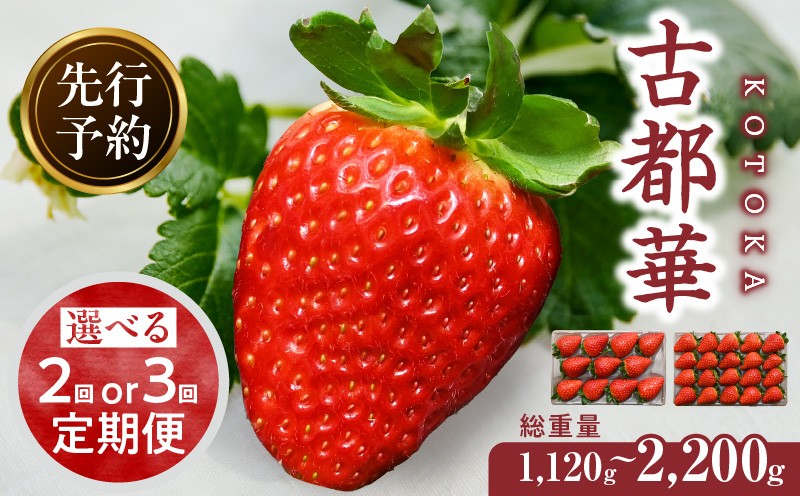 
                  【選べる回数】【1～5月発送】完熟「古都華」奈良ブランドいちご 定期便　ことか 甘い 糖度 濃い 濃厚 果汁 香り 朝摘み いちご イチゴ 苺 フルーツ 果物 くだもの ご褒美 ごほうび 贈答 贈り物 ギフト プレゼント 冷蔵 奈良県 生駒市 送料無料
                