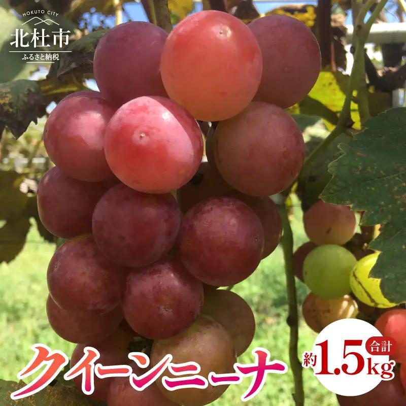 【2026年発送 先行予約】クイーンニーナ 約1.5kg [h254]