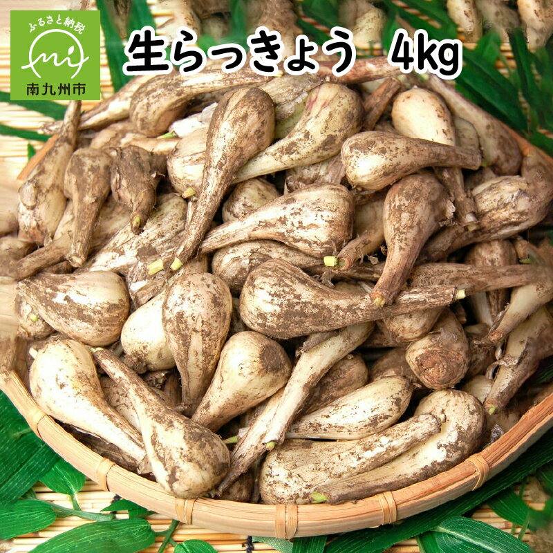 【ふるさと納税】漬物作りに! 生らっきょう ( 中～大粒 ) 4kg 生 らっきょう 塩らっきょう レシピ付き 自家製 らっきょう漬け 自家製漬物 南九州市産 漬物作り 漬物 お茶請け 食事の友 泥付きの状態でお届け 食品 お取り寄せ 鹿児島県 南九州市 送料無料