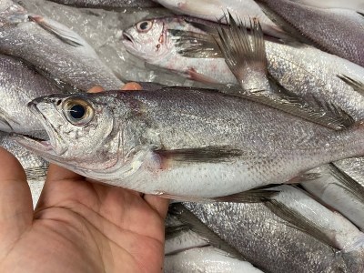 【チルドでお届け】朝干しひものセット5種以上！ (a10-431)