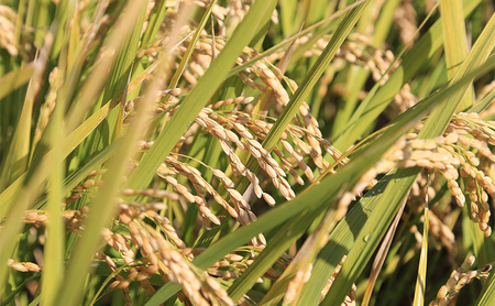 【お米の定期便】兵庫県小野市産 ヒノヒカリ 5kg（精米）3か月連続でお届け　米 コメ こめ ごはん 白米 精米 ひのひかり 定期 3か月兵庫県 小野市