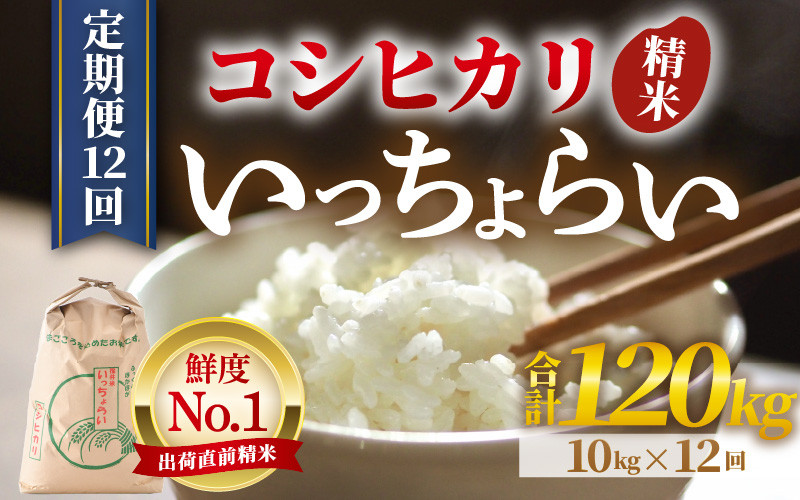 
                  【先行予約】【令和8年産・新米】【一等米】《定期便12回》いっちょらい 精米 10kg × 12回（計120kg） ／ 福井県産 ブランド米 コシヒカリ ご飯 白米 新鮮 大賞 受賞 新米 福井県あわら産 ※2026年10月上旬以降順次発送予定 [aw012-o010]
                