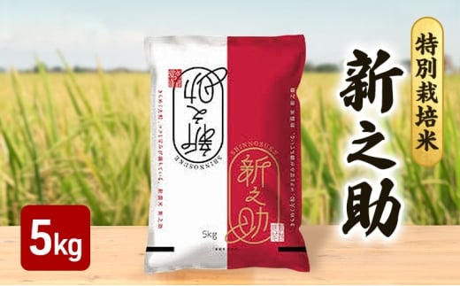 【10月上旬より順次出荷】令和7年産 特別栽培米 新之助 白米 5kg お米 精米 白米 米 ご飯 ごはん おにぎり 新潟県産 上越産 新潟県 上越市