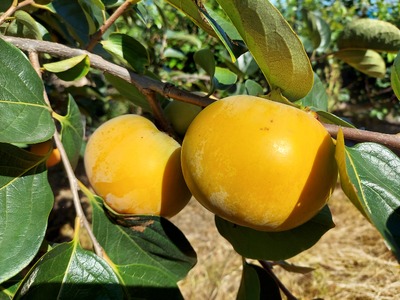 柿 訳あり 5kg 【富有柿 と 次郎柿】