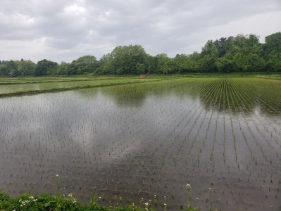 【令和7年産米】 米 あさゆき 10㎏ 特別栽培米 青森県産 【KonRiceFarmの お米 精米 白米 青森 五所川原 】