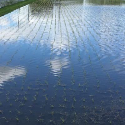 ふるさと納税 大和高田市 【令和7年産】奈良県産 ヒノヒカリ 精米 5kg |  | 02