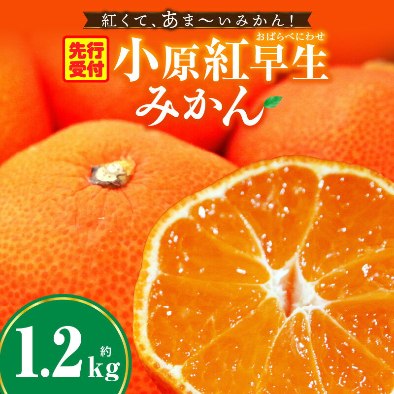 【ふるさと納税】みかん 奇跡の赤いみかん 小原紅早生 約1.2kg みかん 果物 デザート フルーツ お取り寄せ グルメ 柑橘 柑橘系 旬 旬の果物 家庭用 生鮮食品 贈り物 贈答 柑橘果物 おすすめ 人気 旬のみかん 季節 季節の果物 果汁 香川県 三木町