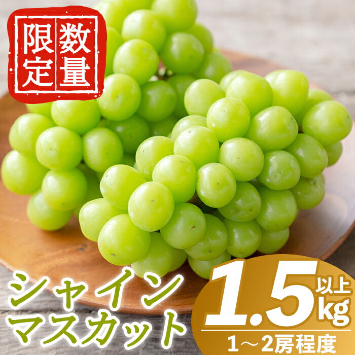 【ふるさと納税】＜先行予約受付中！2025年8月中旬～10月中旬の間に発送予定＞数量限定！シャインマスカット(約1.5kg以上)糖度20度ながら上品ですっきりした甘さのブドウをお届け【さくら農園】