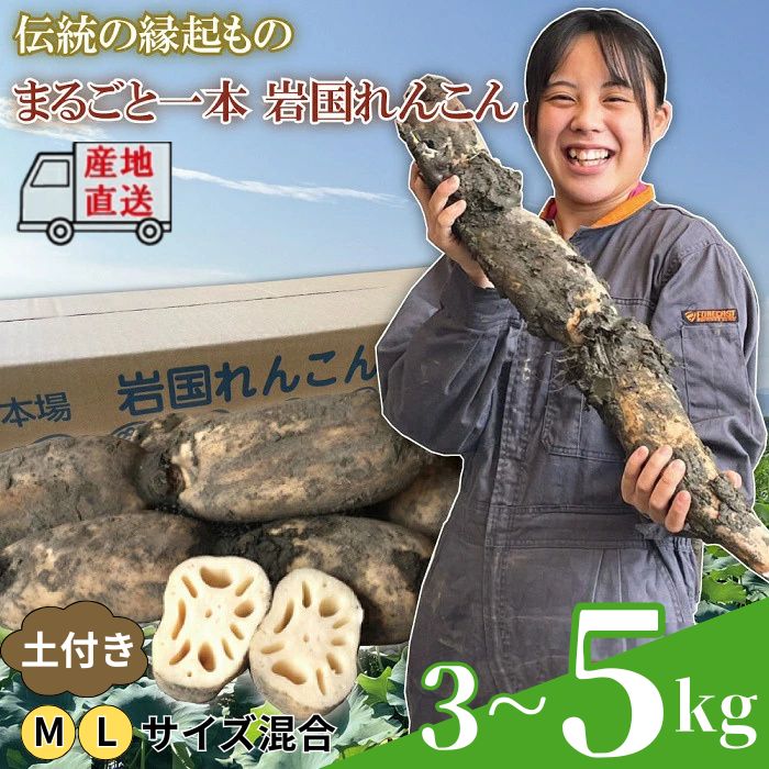 【ふるさと納税】蓮根 レンコン 岩国蓮根 岩国れんこん 選べる容量 3～5kg 由美屋特選！【有限会社 由美屋】