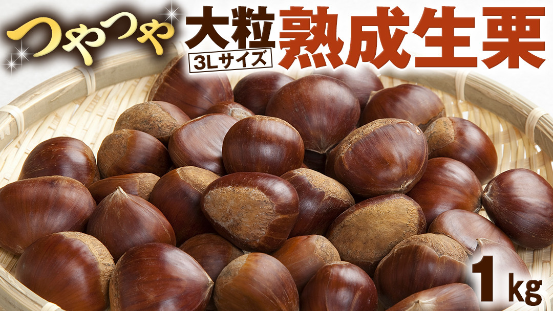 
【 谷口農場 】 つやつや 大粒 熟成 生栗 1kg ( 3Lサイズ ) 完熟 栗 くり クリ 栗ごはん 果物 フルーツ　数量限定 [EC002ci]
