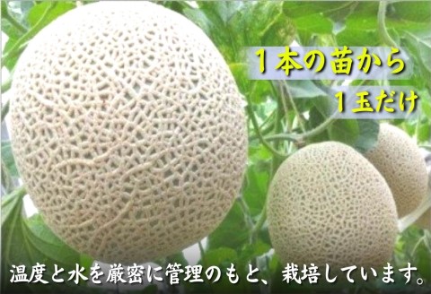 松浦アールスメロン「爽潤果(そうじゅんか)」2玉( メロン アールスメロン ブランド 人気 甘い 美味しい おいしい ギフト 期間限定 糖度14度以上 濃厚 芳醇 松浦 松浦市 長崎 長崎県 )【B5