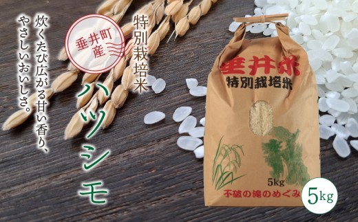 
                  《令和7年産》【特別栽培米】垂井町産 ハツシモ 5kg ｜ お米 米 こめ コメ 白米 精米 ご飯 ライス 産地直送 ギフト 贈答用 プレゼント 岐阜県産
                