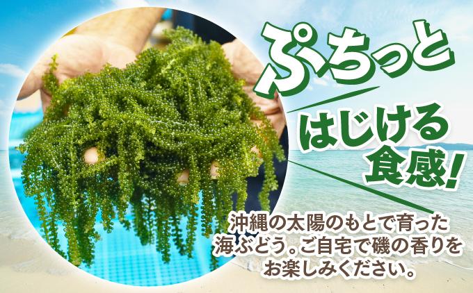 沖縄県産　海ぶどう　100g× 2 パック（ご自宅用）|海ぶどう 新鮮 お取り寄せ グリーンキャビア 沖縄県 南城市 有限会社板馬養殖センター