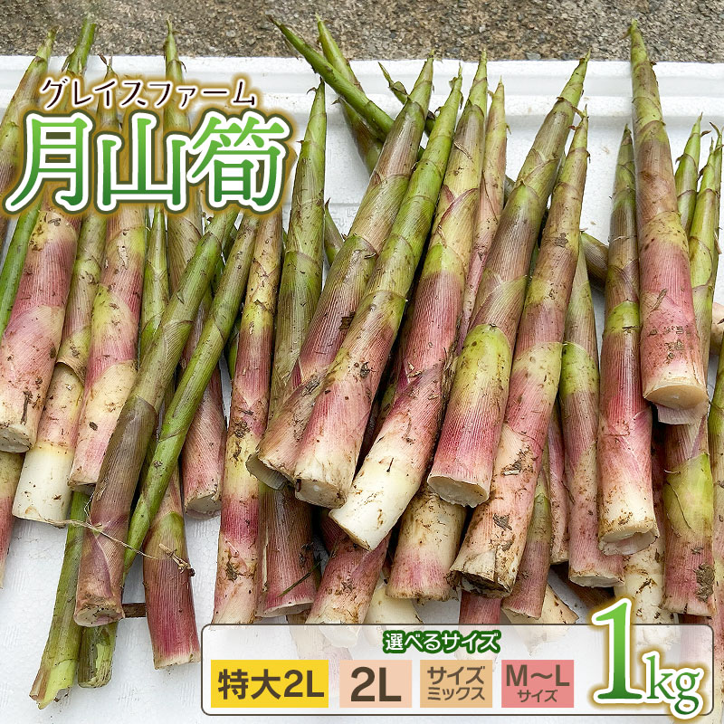 【ふるさと納税】【令和8年産先行予約】月山筍 1kg　サイズお選びください［特大サイズ(2L以上)・2Lサイズ・サイズミックス・M～Lサイズ］ 山形県鶴岡産　グレイスファーム