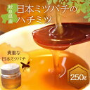 【ふるさと納税】岐阜県産 日本ミツバチのハチミツ 250g F6M-070