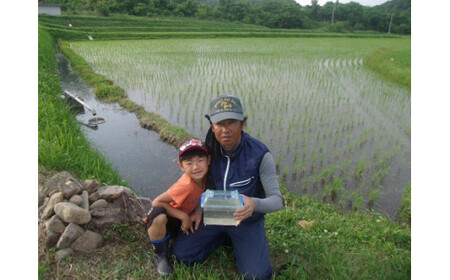 無洗米こしひかり5kg 無洗米 こしひかり 米 【3カ月定期便】 【令和6年度収穫分】 ※2024年10月上旬頃から順次発送予定 永野農園 長野県飯綱町 [0482]