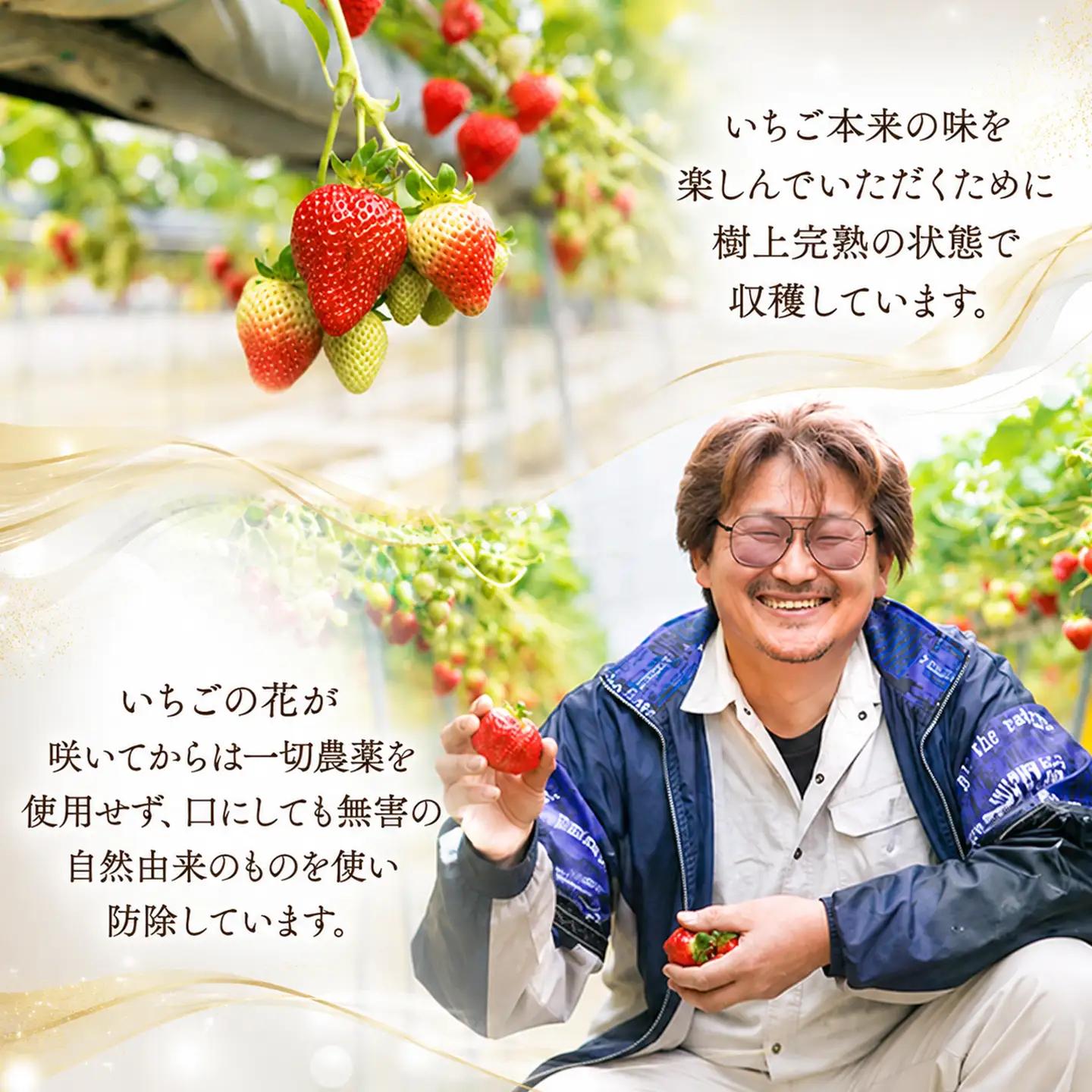 【先行予約】いちご 樹上完熟 レッドパール 約500g 1箱 ｜ イチゴ 