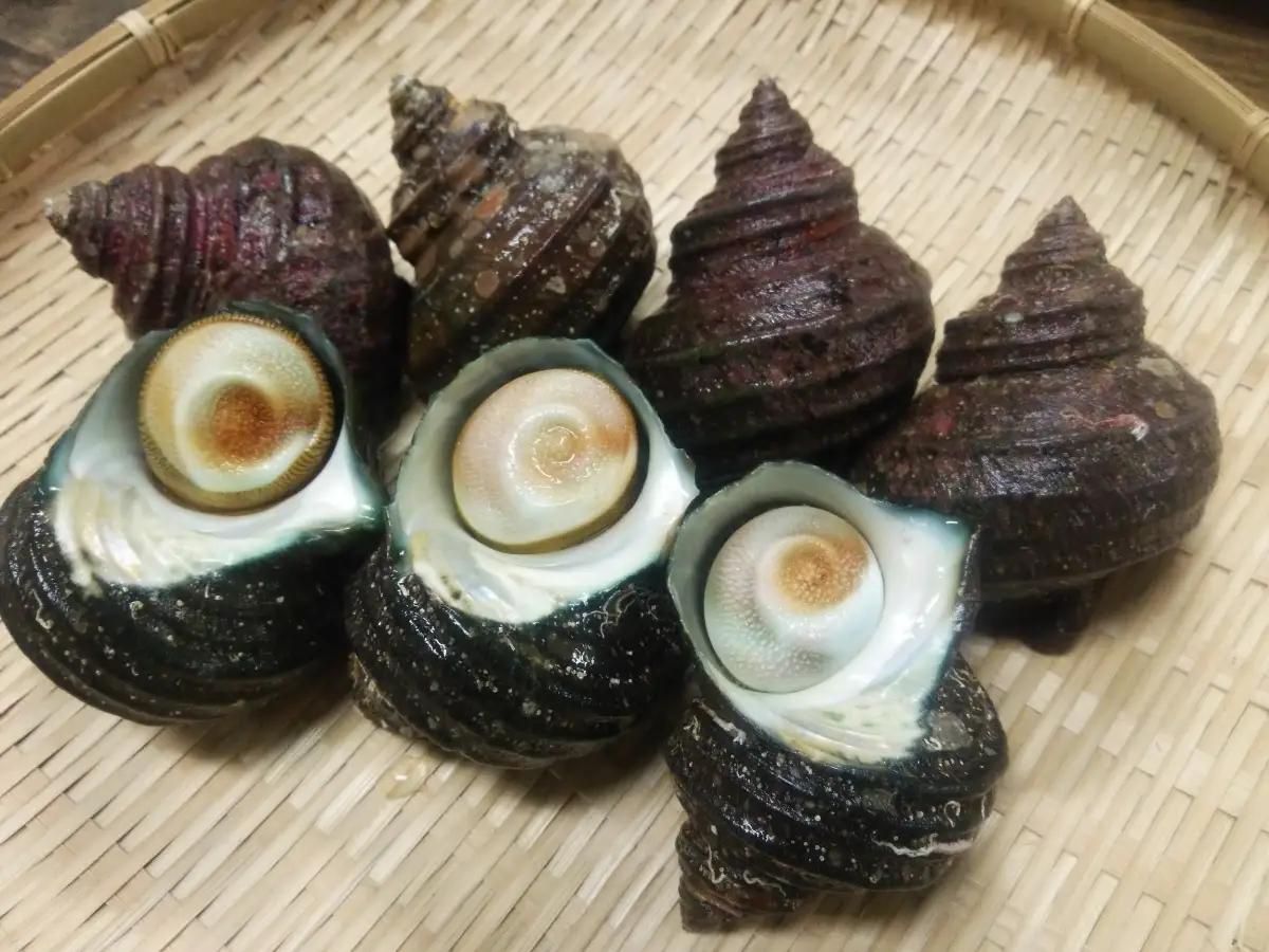シーフードマイスター厳選　活きサザエ　約1.2kg【C26-9】【配送不可地域：離島・北海道・新潟県・沖縄県・東北】【1044330】 YWTAK008