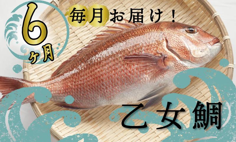 
定期便 魚 6回 タイ 鯛 1匹分 刺身用半身 皮付き半身 頭付き ブランド 乙女鯛 鮮魚 刺身 鯛めし 刺し身 真鯛 高知県 須崎市
