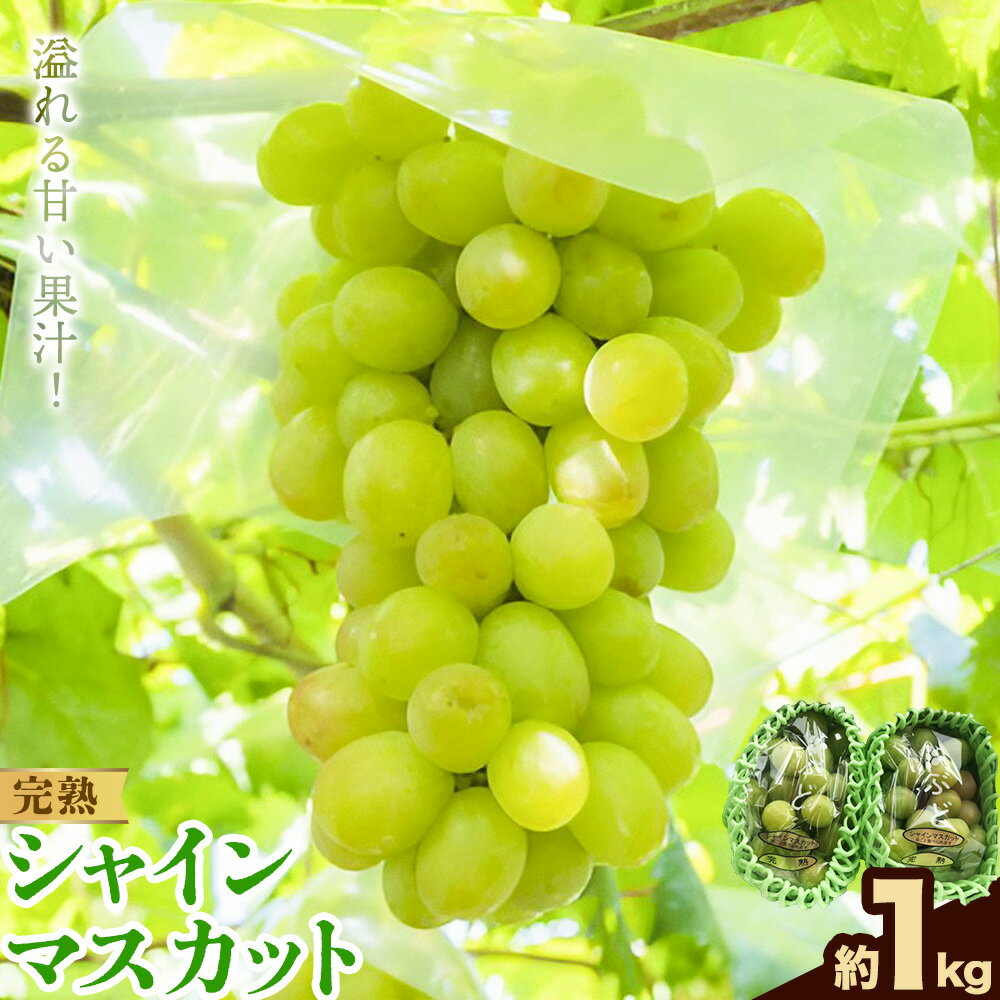 【ふるさと納税】紀州和歌山産 完熟 シャインマスカット 約1kg 厳選館《9月上旬-9月下旬頃出荷》マスカット 和歌山県 日高川町 贈り物 ギフト ぶどう シャインマスカット