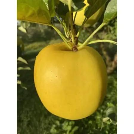 もりのかがやき(家庭用)約3kg(8個～10個)_果物・フルーツ りんご  リンゴ 林檎_【1446542】
