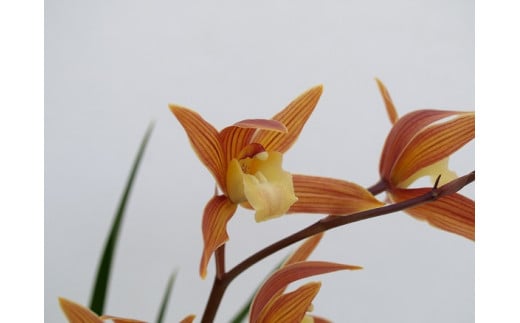 写真はイメージとなります。