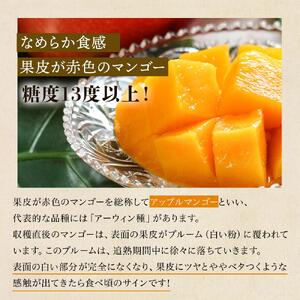 【2026年7月下旬より発送】【先行予約】平均糖度13度以上！アップルマンゴー約1kg（2~3玉）| マンゴー