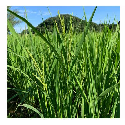 ふるさと納税 津市 [53720078]むすびの黒田米 こしひかり 20キロ |  | 03