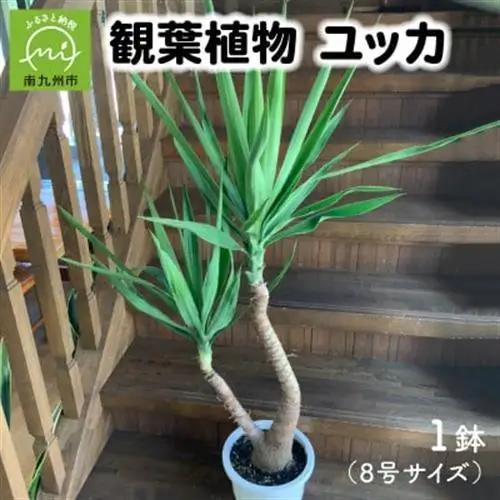 観葉植物 ユッカ1鉢【1768108】