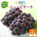 【ふるさと納税】朝採りニューピオーネ　1kg(2房)【配送不可地域：離島・北海道・沖縄県】【1142638】
