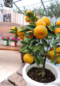 《 実付き 》 小みかん （ 紀州みかん ） 接ぎ木苗 6号鉢植え｜小みかん ギフト ガーデニング