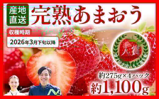 あまおう 約1100g（約275g×4パック） 【先行受付／2026年3月下旬以降順次発送予定】いちご 苺 福岡高級 フルーツ お取り寄せ ご当地グルメ 福岡土産 取り寄せ グルメ 福岡県 食品  あかい まるい おおきい うまい ichigo strawberry ストロベリー 果物 旬 冷蔵 福岡県産 アマオウ amaou デザート おやつ お取り寄せ くだもの 青果物 数量限定 期間限定