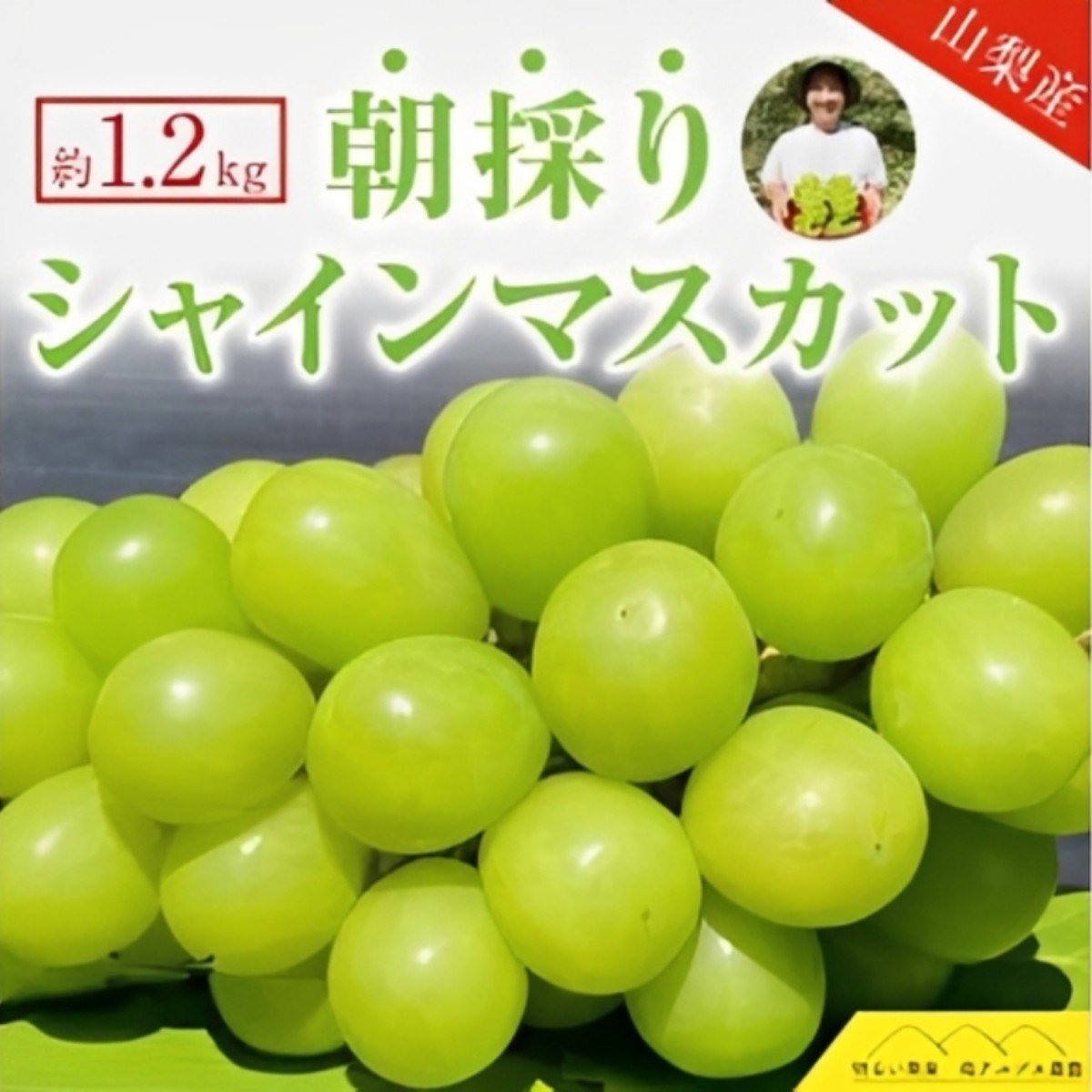 
            ＜2026年発送分先行予約＞シャインマスカット2房（約1.2kg） ALPAQ001
          
