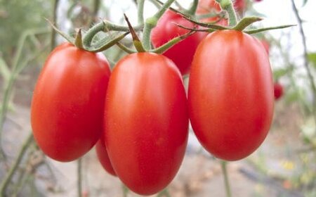 【12月出荷分】和歌山産ミニトマト「アイコトマト」約2kg（S・Mサイズおまかせ）/トマト 12月 先行予約 野菜 【tec100-12】