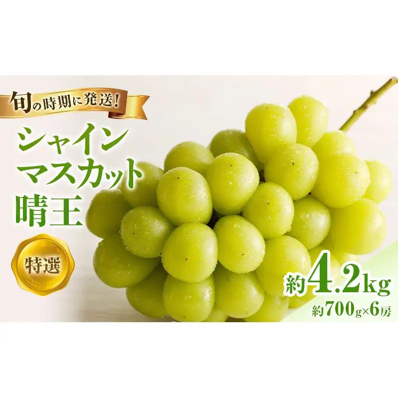 【2026年先行受付】 シャインマスカット 晴王 特選 大房 約700g 6房  岡山県産 シャインマスカット