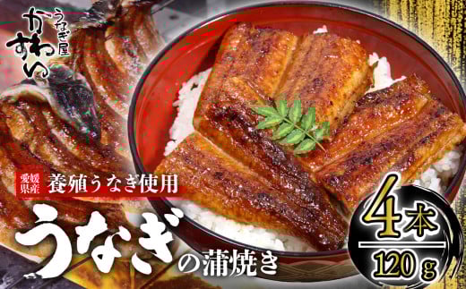 【容量選択可】〈うなぎ屋かわすい〉愛媛県松山市養殖うなぎを使用！うなぎ蒲焼 4本 (1尾：120～149g)  ｜うなぎ ウナギ 鰻 蒲焼き 国産 お取り寄せ グルメ ふるさと納税  簡単調理 土用丑の日 ギフト 贈り物 お中元 お歳暮 母の日 父の日  かわすい 川口水産 愛媛県 松山市