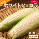 【ふるさと納税】《先行予約》朝採りホワイトショコラ約5kg・A品L・12～16本程度 【2024年7月下旬頃～発送予定】山形 とうもろこし 大江町産 明石農園 白いとうもろこし コーン スイートコーン 甘い 野菜 産地直送