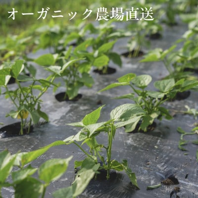 【毎月定期便】しあわせ野菜畑のシェフLセット　(訳あり規格外の有機野菜を一部使用)全12回【配送不可地域：離島・北海道・沖縄県・四国・九州】