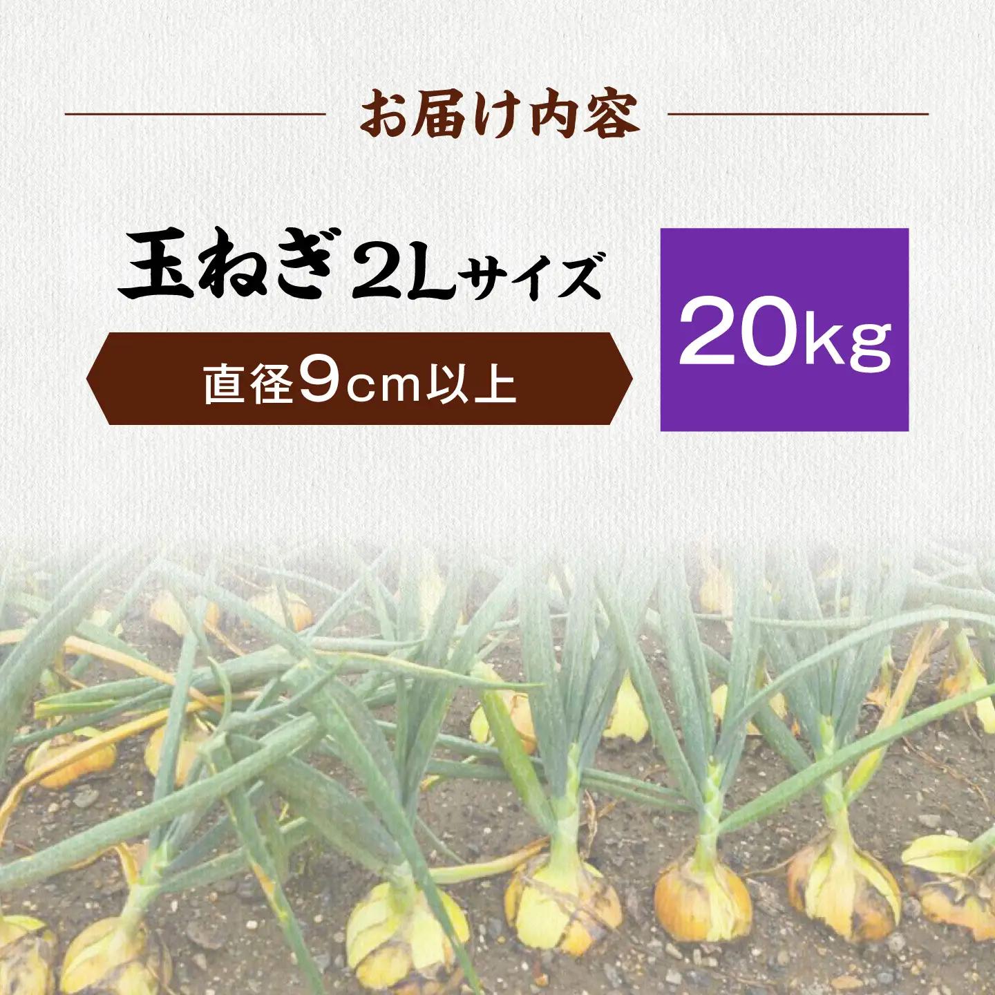【先行予約】玉ねぎ20kg（2Lサイズ） 滋賀県長浜市/柏本農園株式会社[AQDZ016]