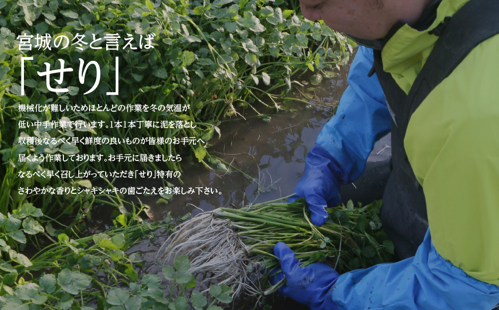 【期間限定】シャキシャキ食感の根付き仙台セリ（700g）6～7人前