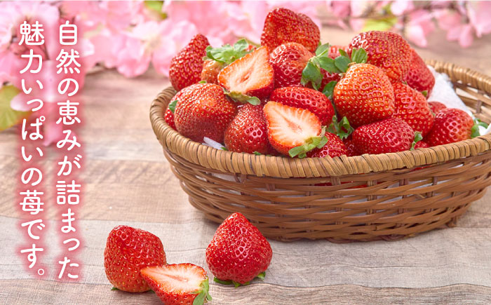 【2月上旬より発送】福岡産【春】 あまおう 6パック＜南国フルーツ株式会社＞那珂川市 [GCD010]