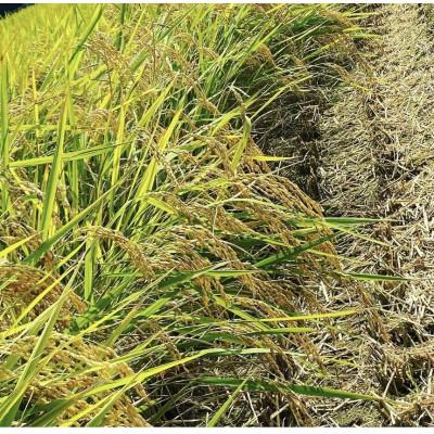 ふるさと納税 豊前市 福岡県産米 夢つくし 10kg×1袋 |  | 01