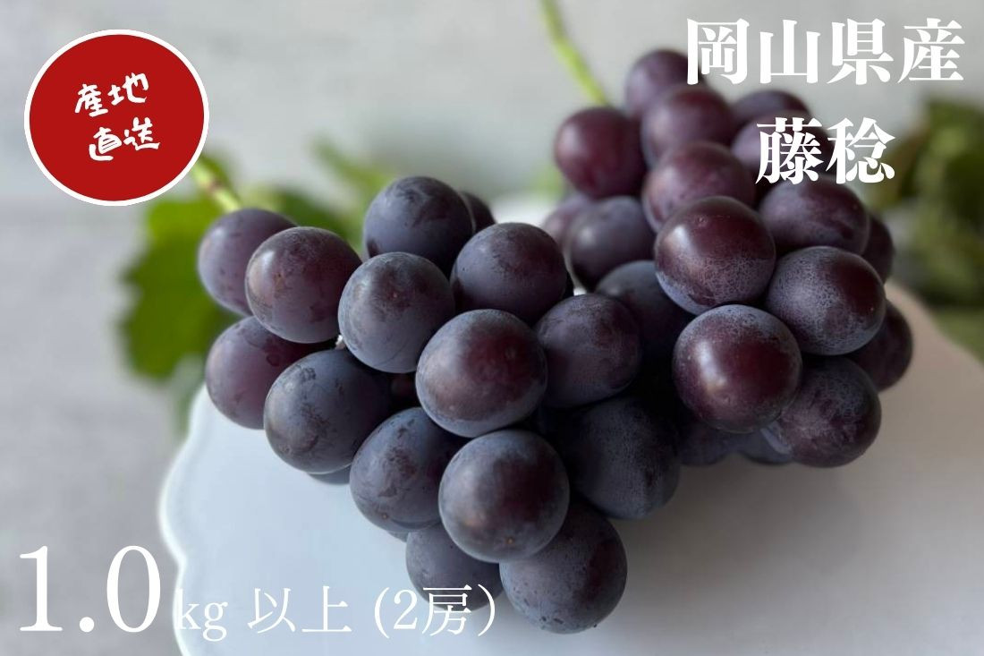 
            ぶどう 藤稔 2房 合計1.0kg以上 産地直送 朝採れ ぶどう 葡萄 岡山 Kawahara Green Farm2025年
          