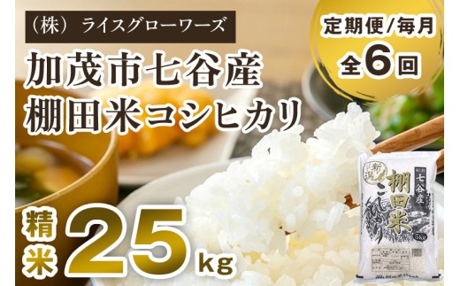 【令和7年産】【定期便6ヶ月毎月お届け】七谷産 棚田米コシヒカリ 精米 25kg（5kg×5）《順次出荷》白米 新潟県 加茂市産 白米 米 お米 定期便 （株）ライスグローワーズ