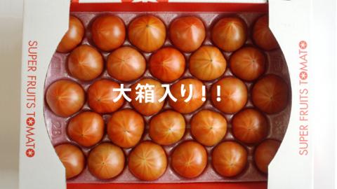 糖度9度以上 トマト 【 2025年収穫分 先行予約 】スーパーフルーツトマト 大箱 約2.6kg×1箱 （20～35玉/1箱） 2025年2月上旬発送開始 フルーツトマト とまと 野菜 [BC001