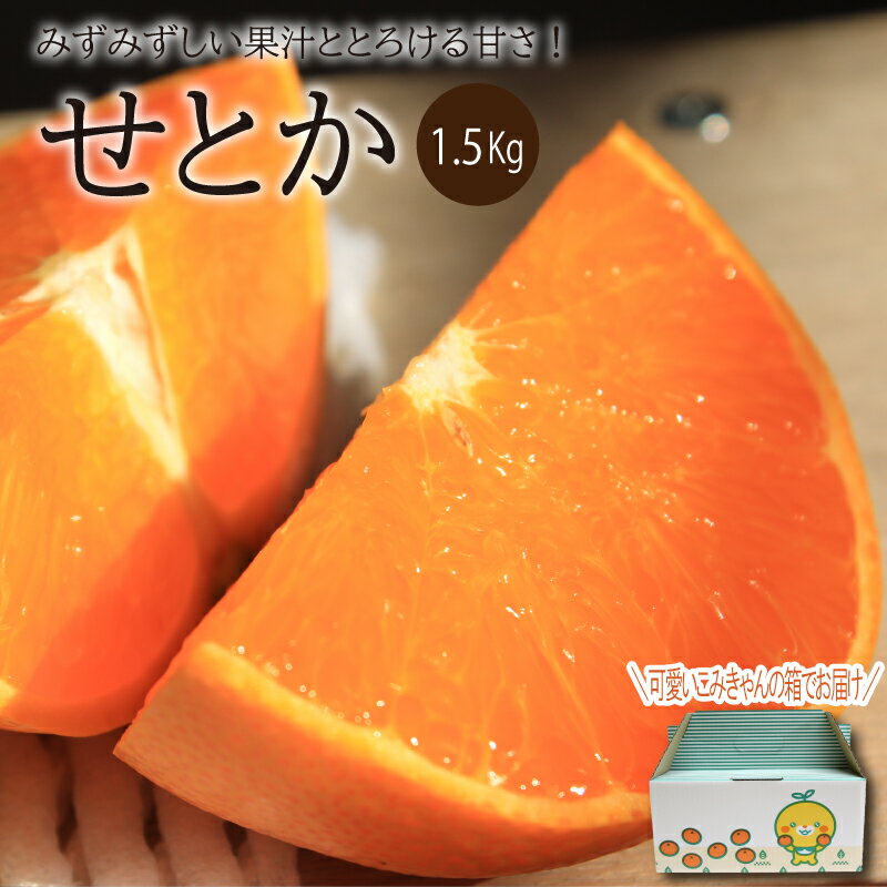 【ふるさと納税】 【先行予約】【2026年2月中旬〜4月上旬頃発送】 せとか 1.5kg（M〜3L）｜ 先行予約 せとか セトカ 柑橘 高級みかん 高級柑橘 みかん ミカン mikan 蜜柑 柑橘 フルーツ 果物 くだもの 産地直送 数量限定 人気 おすすめ 送料無料 贈答 愛媛県 松山市